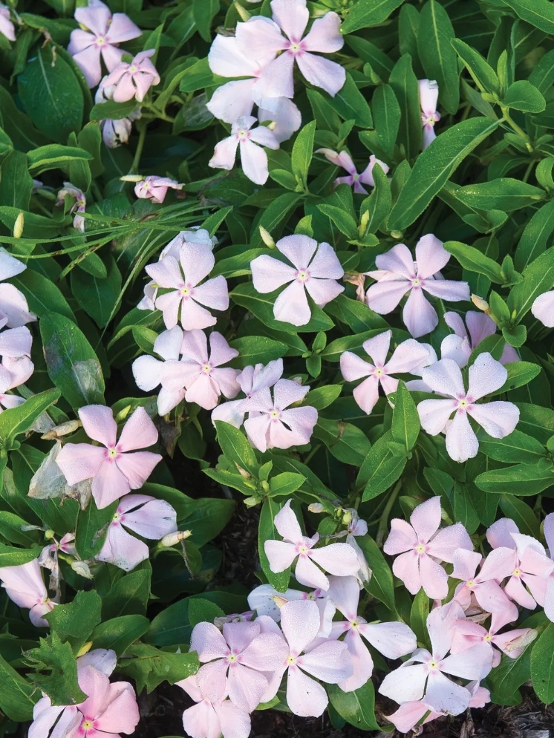 Product Description: DCA GREENHOUSE GROUP ANNUAL FLOWER FLAT SALE ~ Order deadline: NOON, TUESDAY, MAY 19~ Pickup Date: THURSDAY, MAY 28.Flowers are $26per flat, 48 plantsper flat, sourced from a local grower.</br> Lilac Vinca Rose