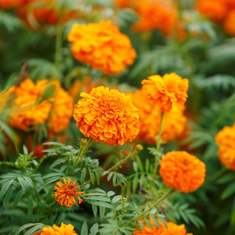 Product Description: DCA GREENHOUSE GROUP ANNUAL FLOWER FLAT SALE ~ Order deadline: NOON, TUESDAY, MAY 19~ Pickup Date: THURSDAY, MAY 28.Flowers are $26per flat, 48 plantsper flat, sourced from a local grower.</br> Orange Marigold