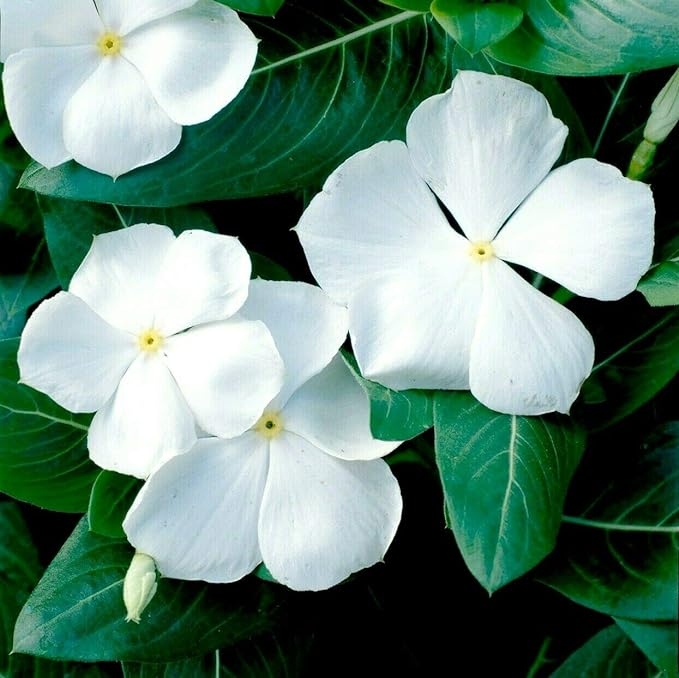 Product Description: DCA GREENHOUSE GROUP ANNUAL FLOWER FLAT SALE ~ Order deadline: NOON, TUESDAY, MAY 19~ Pickup Date: THURSDAY, MAY 28.Flowers are $26per flat, 48 plantsper flat, sourced from a local grower.</br> White Vinca Rose