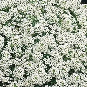 Product Description: DCA GREENHOUSE GROUP ANNUAL FLOWER FLAT SALE ~ Order deadline: NOON, TUESDAY, MAY 19~ Pickup Date: THURSDAY, MAY 28.Flowers are $26per flat, 48 plantsper flat, sourced from a local grower.</br> White Alyssum