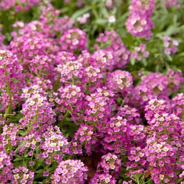 Product Description: DCA GREENHOUSE GROUP ANNUAL FLOWER FLAT SALE ~ Order deadline: NOON, TUESDAY, MAY 19~ Pickup Date: THURSDAY, MAY 28.Flowers are $26per flat, 48 plantsper flat, sourced from a local grower.</br> Pink Alyssum