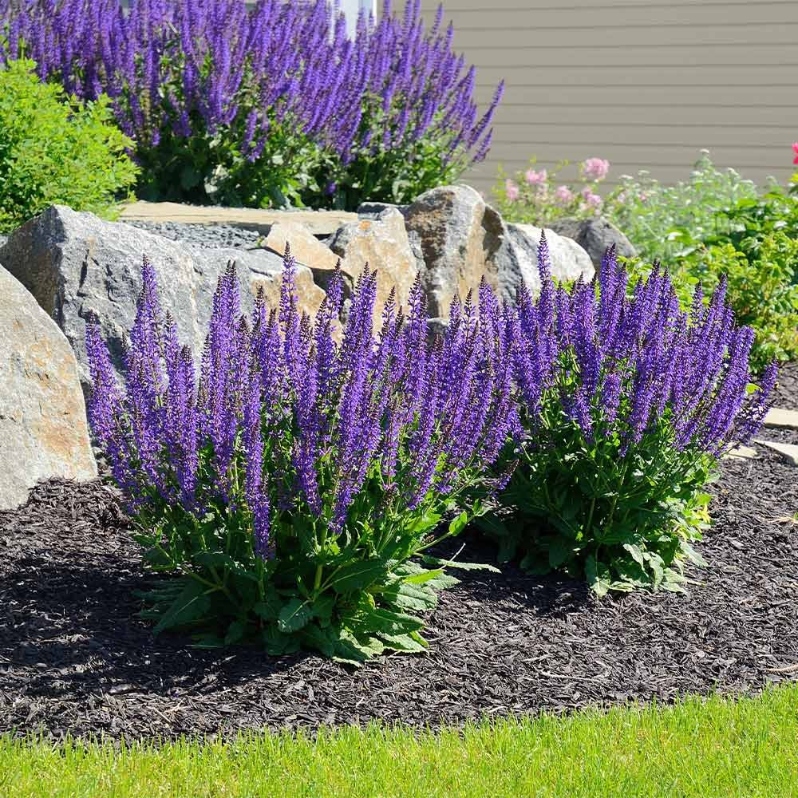 Product Description: DCA GREENHOUSE GROUP ANNUAL FLOWER FLAT SALE ~ Order deadline: NOON, TUESDAY, MAY 19~ Pickup Date: THURSDAY, MAY 28.Flowers are $26per flat, 48 plantsper flat, sourced from a local grower.</br> Purple Salvia