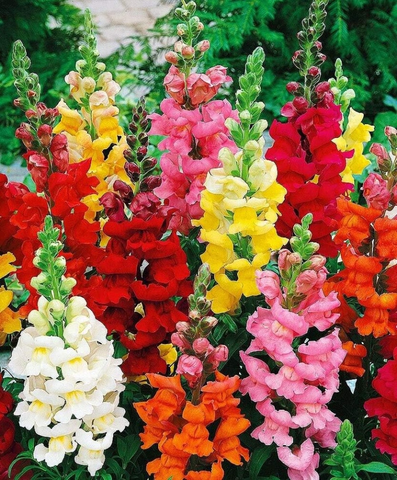 Product Description: DCA GREENHOUSE GROUP ANNUAL FLOWER FLAT SALE ~ Order deadline: NOON, TUESDAY, MAY 19~ Pickup Date: THURSDAY, MAY 28.Flowers are $26 per flat, 48 plantsper flat, sourced from a local grower.</br> Mixed Color Snap Dragon