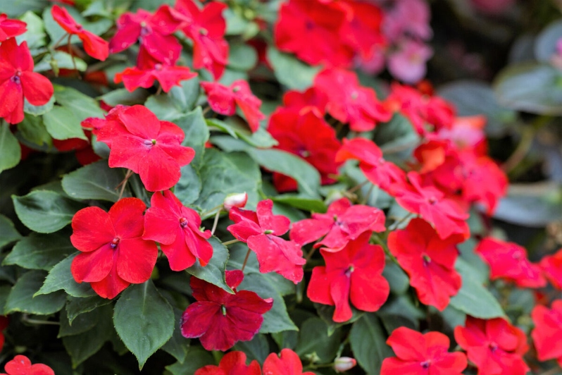Product Description: DCA GREENHOUSE GROUP ANNUAL FLOWER FLAT SALE ~ Order deadline: NOON, TUESDAY, MAY 19~ Pickup Date: THURSDAY, MAY 28.Flowers are $26per flat, 48 plantsper flat, sourced from a local grower.</br> Red Impatiens