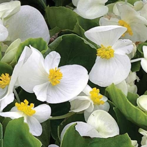 Product Description: DCA GREENHOUSE GROUP ANNUAL FLOWER FLAT SALE ~ Order deadline: NOON, TUESDAY, MAY 19~ Pickup Date: THURSDAY, MAY 28.Flowers are $26per flat, 48 plantsper flat, sourced from a local grower.</br> White Begonias