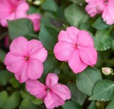 Product Description: DCA GREENHOUSE GROUP ANNUAL FLOWER FLAT SALE ~ Order deadline: NOON, TUESDAY, MAY 19~ Pickup Date: THURSDAY, MAY 28.Flowers are $26per flat, 48 plantsper flat, sourced from a local grower.</br> Light Pink Impatiens