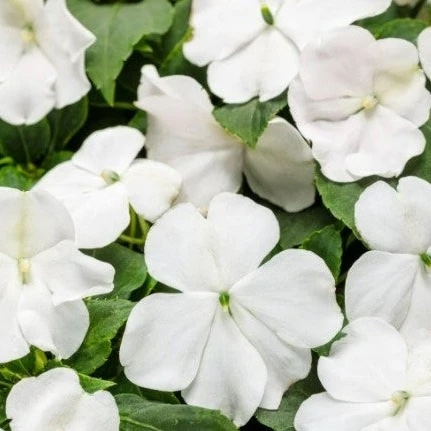 Product Description: DCA GREENHOUSE GROUP ANNUAL FLOWER FLAT SALE ~ Order deadline: NOON, TUESDAY, MAY 19~ Pickup Date: THURSDAY, MAY 28.Flowers are $26per flat, 48 plantsper flat, sourced from a local grower.</br> White Impatiens