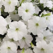 Product Description: DCA GREENHOUSE GROUP ANNUAL FLOWER FLAT SALE ~ Order deadline: NOON, TUESDAY, MAY 19~ Pickup Date: THURSDAY, MAY 28.Flowers are $26per flat, 48 plantsper flat, sourced from a local grower.</br> White Petunias