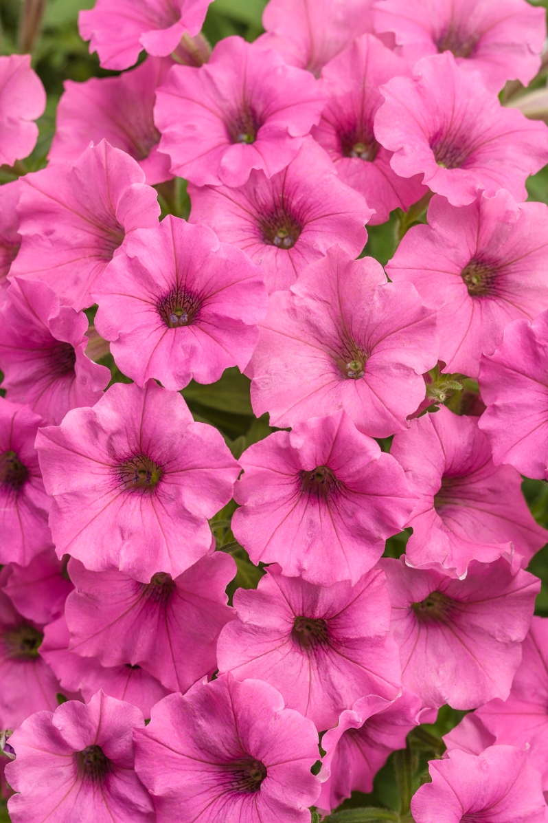 Product Description: DCA GREENHOUSE GROUP ANNUAL FLOWER FLAT SALE ~ Order deadline: NOON, TUESDAY, MAY 19~ Pickup Date: THURSDAY, MAY 28.Flowers are $26per flat, 48 plantsper flat, sourced from a local grower.</br> Pink Petunias