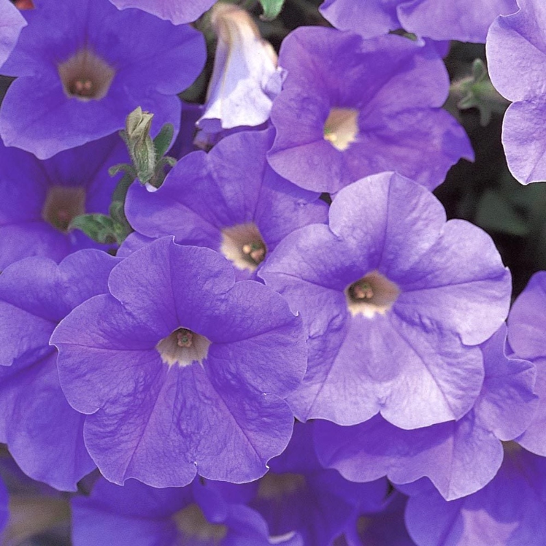 Product Description: DCA GREENHOUSE GROUP ANNUAL FLOWER FLAT SALE ~ Order deadline: NOON, TUESDAY, MAY 19~ Pickup Date: THURSDAY, MAY 28.Flowers are $26per flat, 48 plantsper flat, sourced from a local grower.</br> Blue Petunias