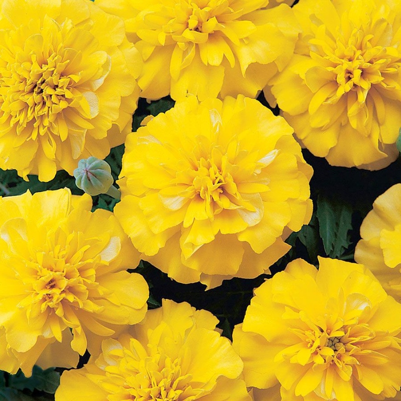 Product Description: DCA GREENHOUSE GROUP ANNUAL FLOWER FLAT SALE ~ Order deadline: NOON, TUESDAY, MAY 19~ Pickup Date: THURSDAY, MAY 28.Flowers are $26per flat, 48 plantsper flat, sourced from a local grower.</br> Yellow Marigold